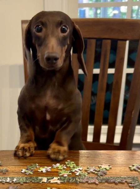 Daisy 