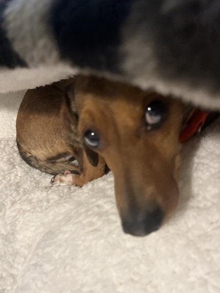 Bennie