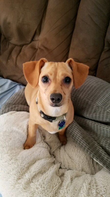 Taz
