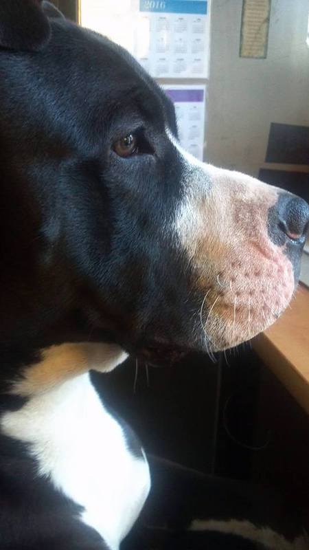 Oreo