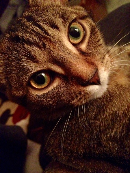 Dixie