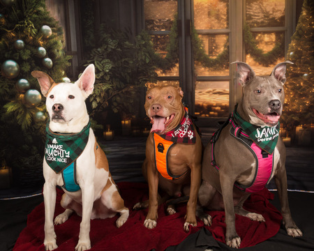 Rage, Remington, Serenity 