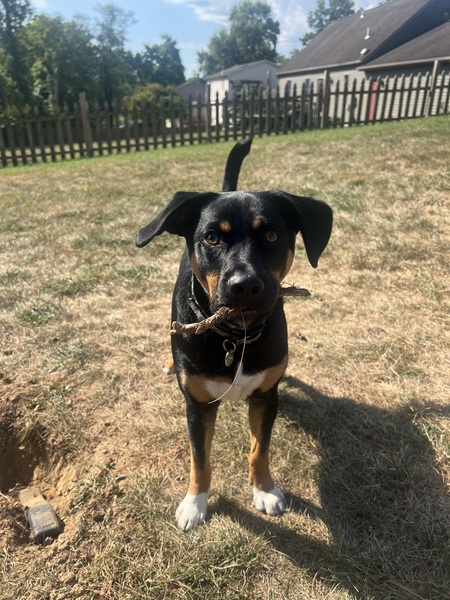 Auggie