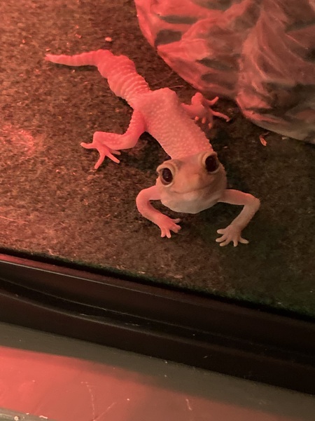 Jeffrey