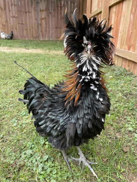 Kramer