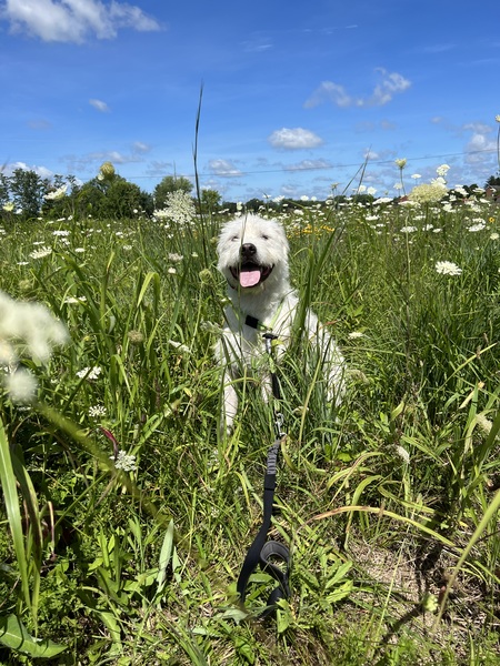 Arlo