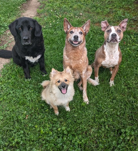 Duke, Vinny, Radar, Emma