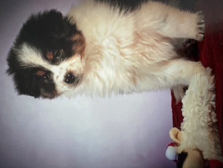 Bailey