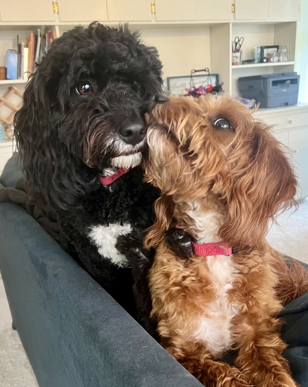 Ginni-Benji