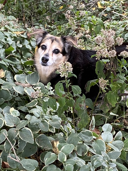 Shiloh