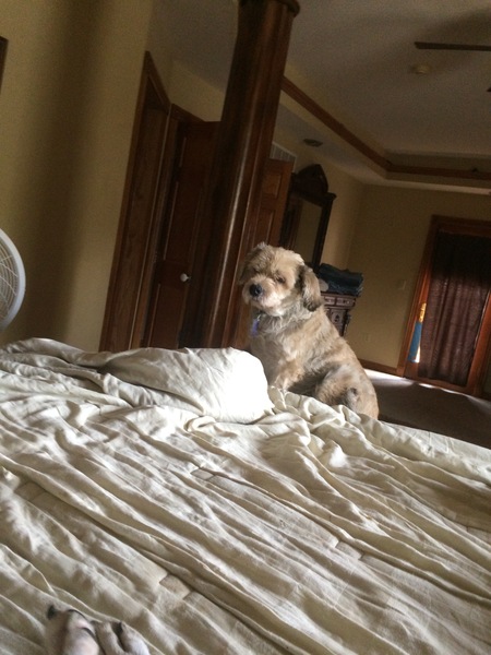 Scrappy