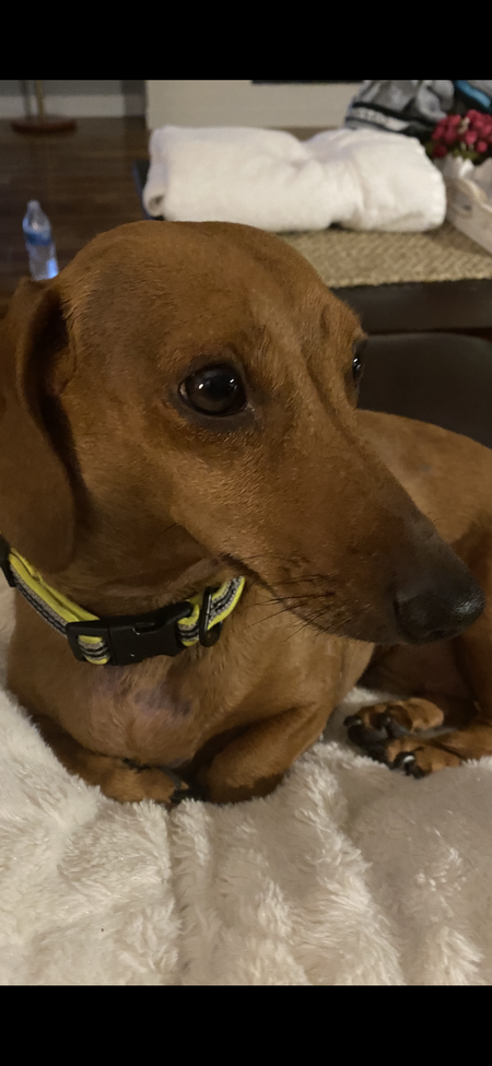 Gus