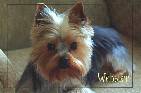 Webster
