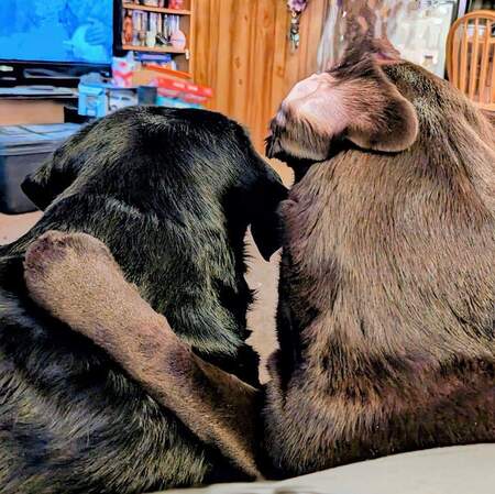Coal and Hazel