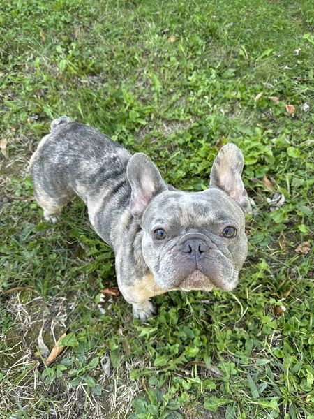 Tyke