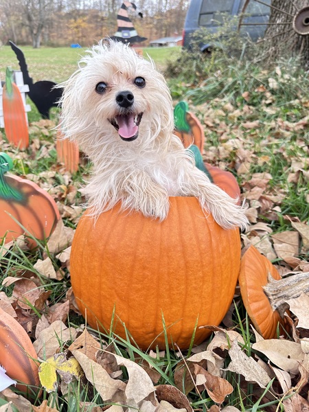 Benji
