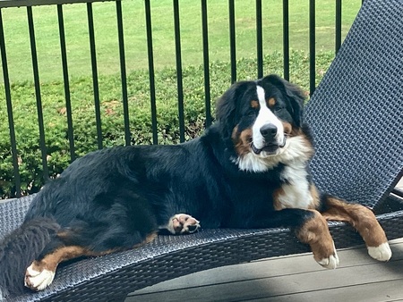 Bo