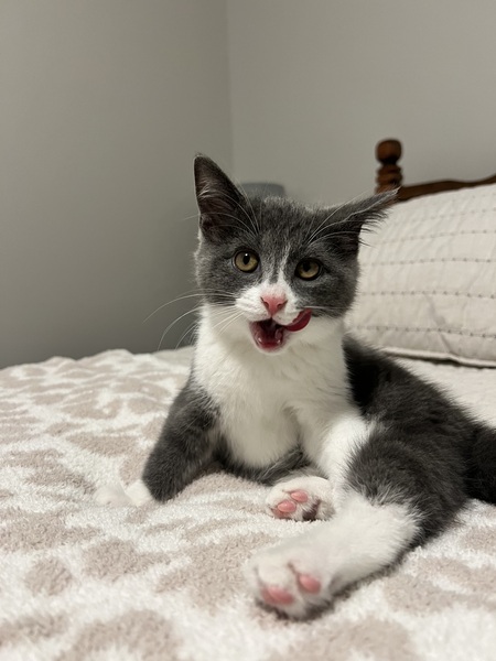 Little Gray 