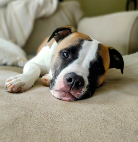 Jovie