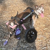 Entry image for Izzy