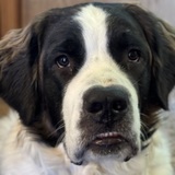 Entry image for Sofia