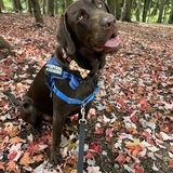 Entry image for Wilson