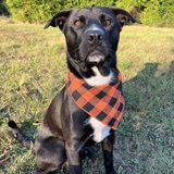 Entry image for Fern 