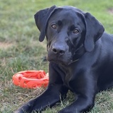 Entry image for Sadie