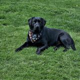 Entry image for Mr. Bruno