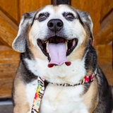 Entry image for Rockie