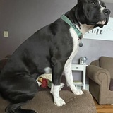 Entry image for Pepper