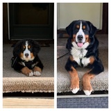 Entry image for Barley