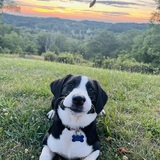 Entry image for Dolly Mae