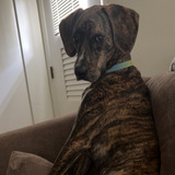 Entry image for Benji