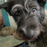 Entry image for Rascal