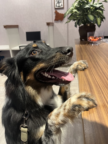 Entry image for Winston . Clicking this image will show a larger photo