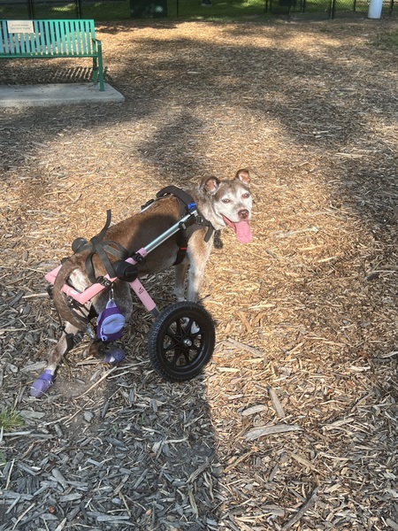 Entry image for Izzy. Clicking this image will show a larger photo