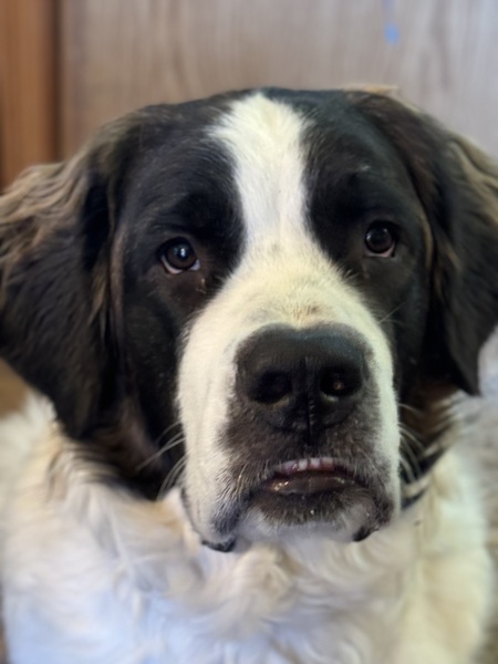 Entry image for Sofia. Clicking this image will show a larger photo