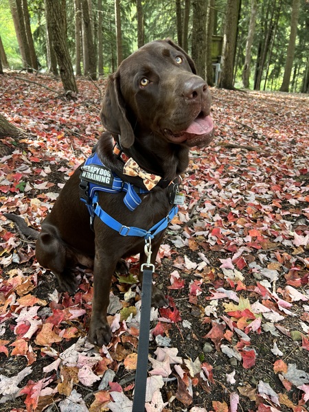 Entry image for Wilson. Clicking this image will show a larger photo