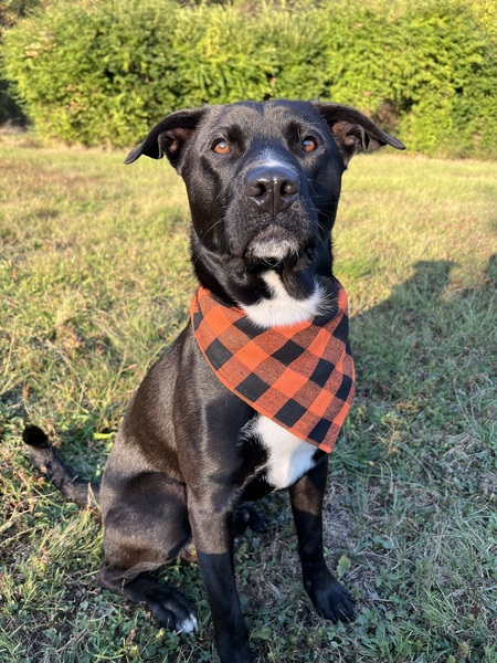 Entry image for Fern . Clicking this image will show a larger photo