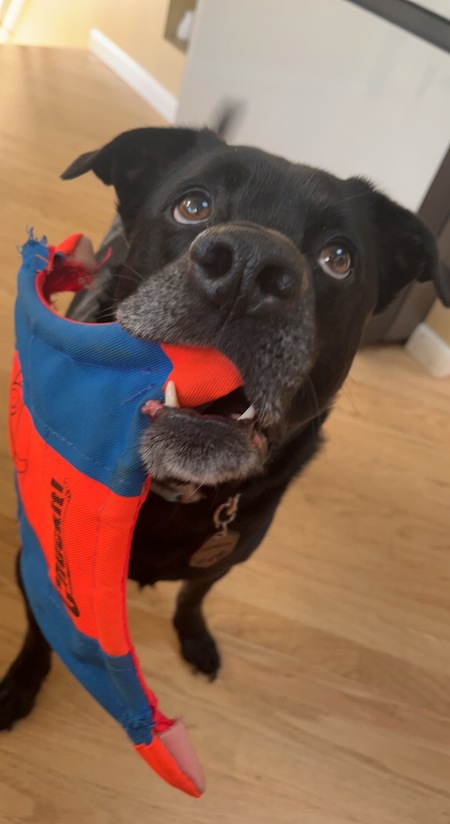 Entry image for Gordon . Clicking this image will show a larger photo