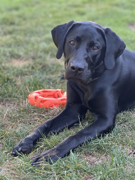 Entry image for Sadie. Clicking this image will show a larger photo