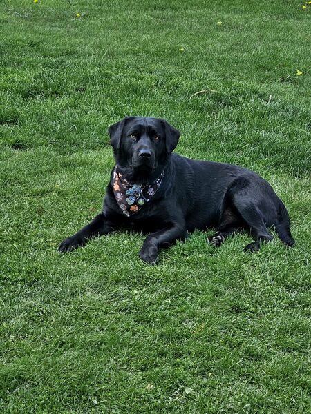 Entry image for Mr. Bruno. Clicking this image will show a larger photo