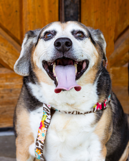 Entry image for Rockie. Clicking this image will show a larger photo