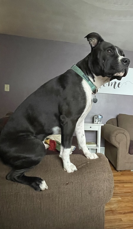 Entry image for Pepper. Clicking this image will show a larger photo