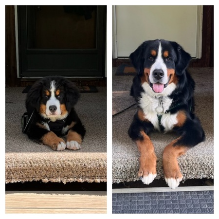 Entry image for Barley. Clicking this image will show a larger photo