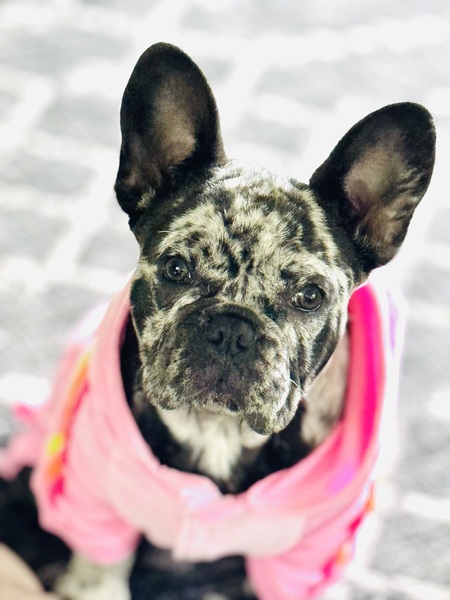 Entry image for Ella. Clicking this image will show a larger photo