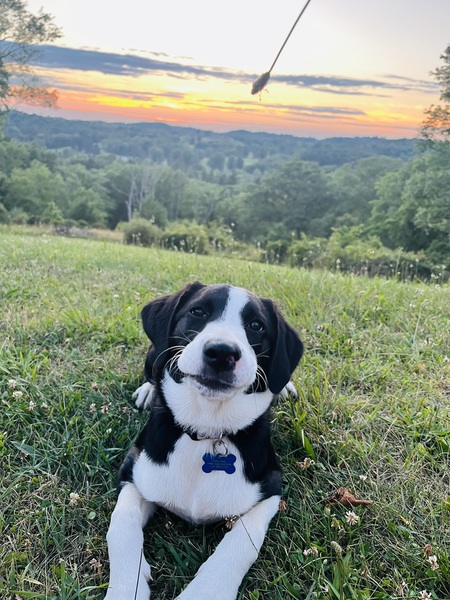 Entry image for Dolly Mae. Clicking this image will show a larger photo