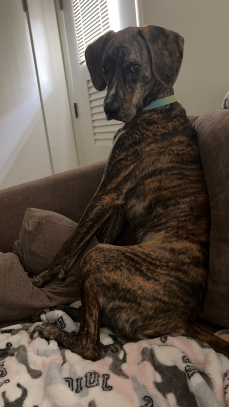 Entry image for Benji. Clicking this image will show a larger photo