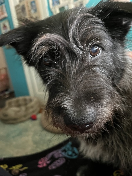 Entry image for Rascal. Clicking this image will show a larger photo